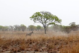 Parc national de la Pendjari-Hippotragus equinus (1).jpg