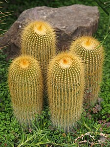 Parodia lenninghausii, 2023-10-31