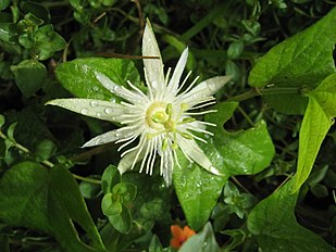 <center>Passiflora capsularis</center>