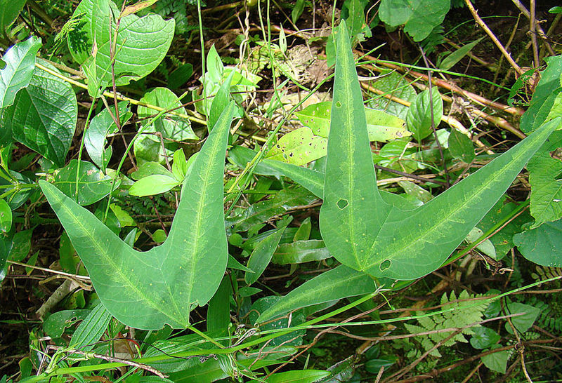 File:Passiflora sandrae (11256965933).jpg