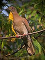 Patagioenas subvinacea Paloma colorada Ruddy Pigeon (36720583912).jpg