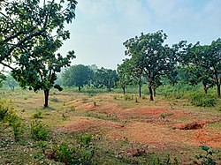 Patamda Forest