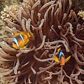 * Nomination Red Sea clownfishes (Amphiprion bicinctus) in a bubble-tip anemone (Entacmaea quadricolor), Ras Muhammad National Park, Egypt --Poco a poco 09:34, 2 August 2022 (UTC) * Promotion  Support Good quality. --Jsamwrites 09:41, 2 August 2022 (UTC)