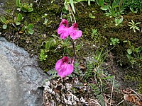 Pedicularis kerneri