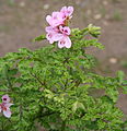 Pelargonium glutinosum