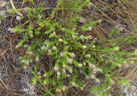 Piloblephis rigida