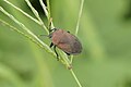 * Nomination Pentatomidae --Vengolis 02:22, 31 July 2016 (UTC) * Promotion Good quality. --Hubertl 02:49, 31 July 2016 (UTC)