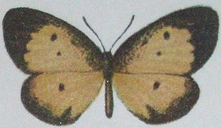 <i>Pentila preussi</i> Species of butterfly