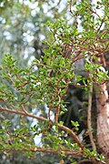 Pereskia zinniiflora 01 SSZ.jpg