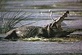 Indus Crocodile, coastal areas