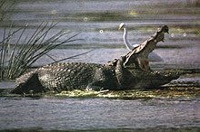 Mugger or Marsh Crocodile