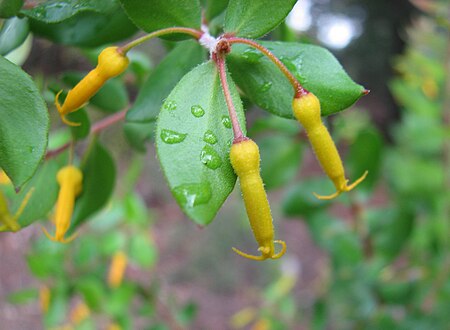 Persoonia myrtilloides.jpg