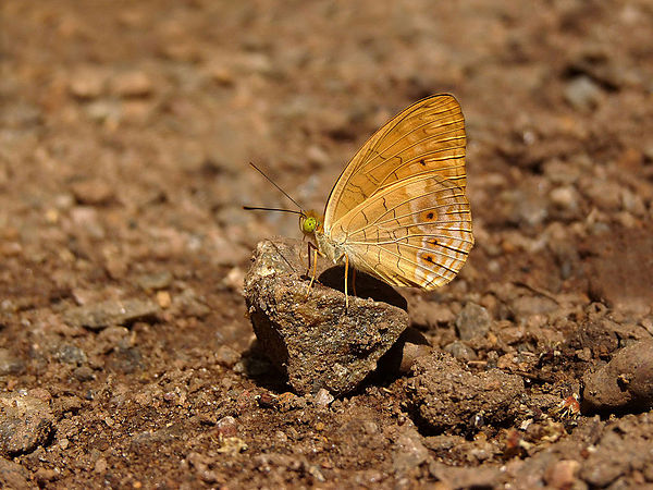 奥绮珐蛱蝶是在亚洲发现的一种蛱蝶科蝴蝶。
