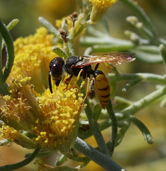 File:Philanthus triangulum male2.jpg