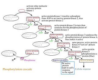 <span class="mw-page-title-main">Phosphorylation cascade</span>