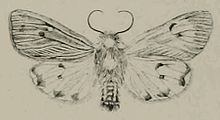 Phragmatobia placida.jpg