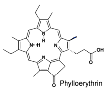 Phylloerythrin.png