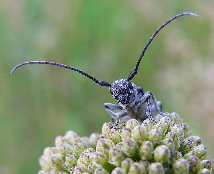 File:Phytoecia nigricornis front2.JPG