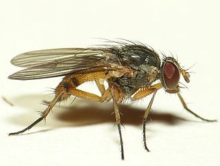 <i>Piezura</i> Genus of flies