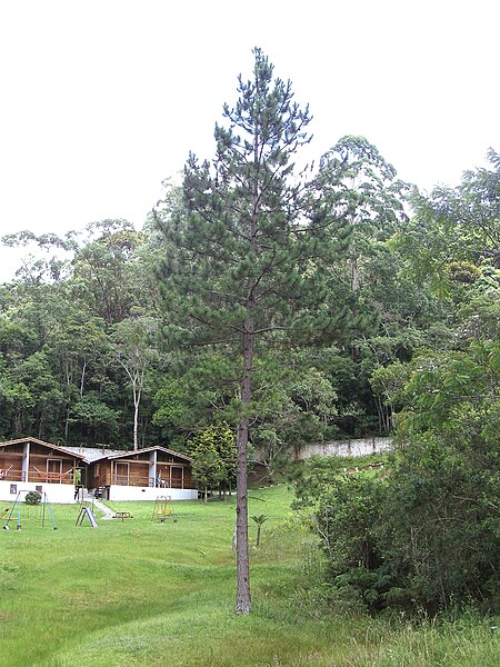 File:Pinheiro Pinus taeda cultivado em Brasil.jpg