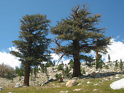 Pinus balfouriana John Muir Trail.jpg