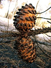 Cones opening after being scorched by a forest fire
