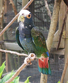 Pionus senilis-Park planinskih ptica Macaw, Honduras-8a-3c.jpg