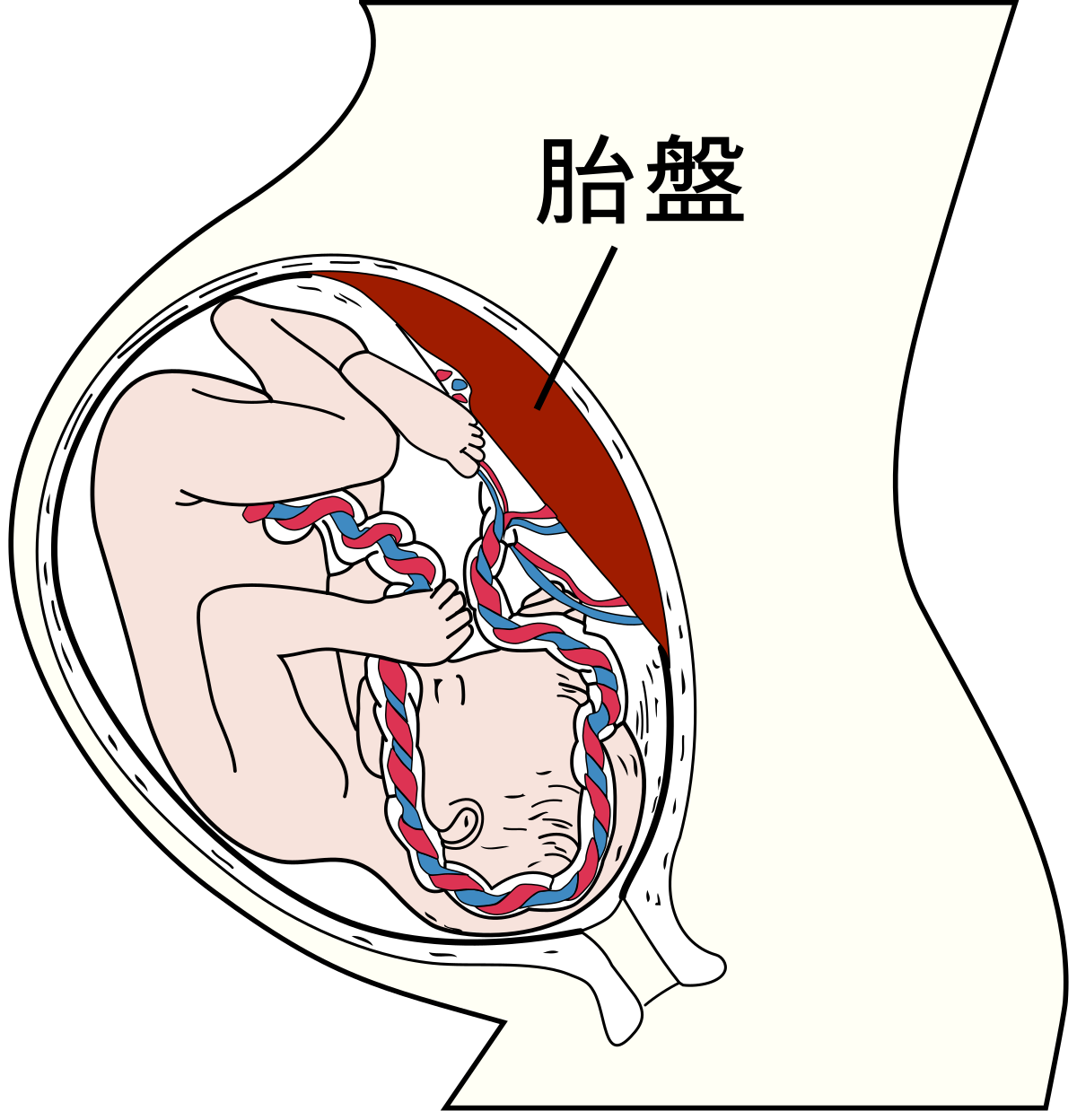 胎盤 维基百科 自由的百科全书