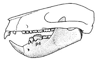 <span class="mw-page-title-main">Plagiaulacidae</span> Extinct family of mammals