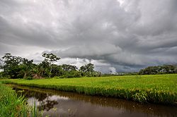 Rice cultivation in the province of Guarayos