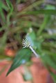 Plantago leiopetala, inflorescence at an early stage with stigmas.