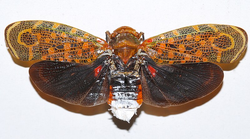 File:Planthopper (Auchalea pandora) (8350745330).jpg