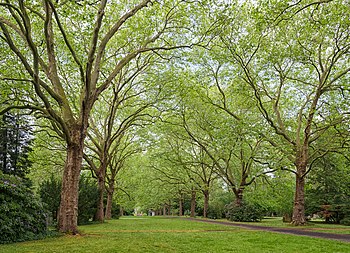 English: Plane tree esplanade at the historic city cemetery (Stadtfriedhof) in Göttingen, Germany. Deutsch: Platanenallee auf dem historischen Stadtfriedhof in Göttingen.