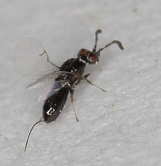 <i>Platyscapa soraria</i> Species of wasp