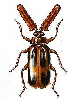 Paussus cardoni