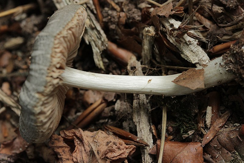 File:Pluteus salicinus (30011129197).jpg