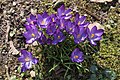 * Nomination Crocus at the park on peninsula promenade, Poertschach, Carinthia, Austria --Johann Jaritz 03:03, 17 March 2016 (UTC) * Promotion Good quality. --Hubertl 17:41, 17 March 2016 (UTC)