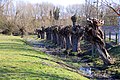 Pollarded willows by Walton Well Road.