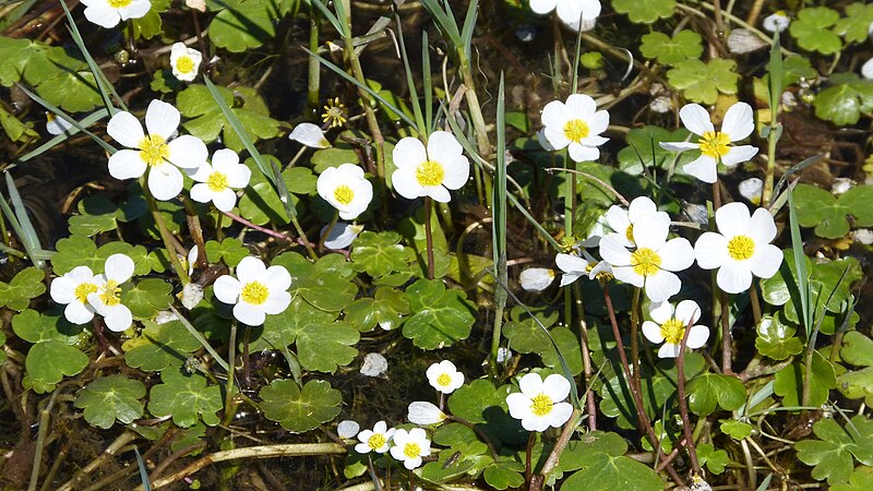 File:Pond Water-crowfoot, Ranunculus peltatus (31862039974).jpg