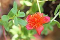 Portulaca flowers 08.jpg