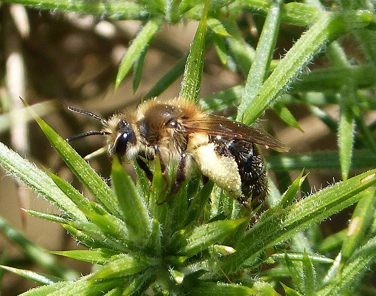 File:Possibly Halictus rubicundus - Flickr - gailhampshire.jpg