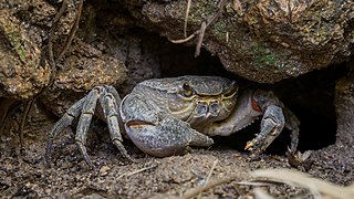 <span class="mw-page-title-main">Maltese freshwater crab</span> Subspecies of crab