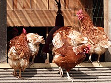 Poules en bio à Bailleul-Neuville 07.jpg