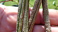 Prestonia coalita (Vell.) Woodson (7858366558).jpg