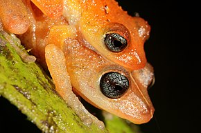 Bildebeskrivelse Pristimantis scolodiscus av Santiago Ron.jpg.