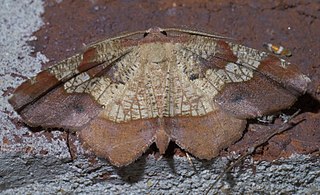 <i>Probole amicaria</i> Species of moth