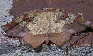 <i>Probole amicaria</i> species of insect