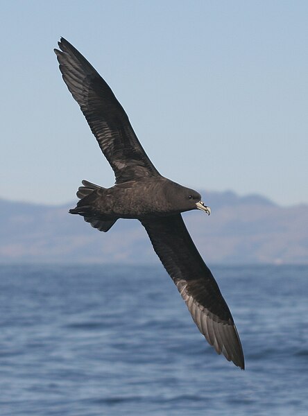 File:Procellaria aequinoctialis in flight.jpg