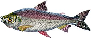 <i>Prochilodus nigricans</i> Species of fish