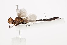 Lateral view of a preserved specimen at the Auckland Museum Procordulia smithii (White, 1846) (AM AMNZ87955-4).jpg